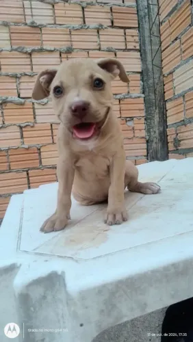 Filhotes de Pitbull puro