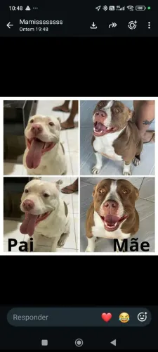 Filhotes de Pitbull