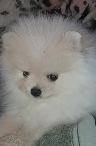 Spitz Alemão