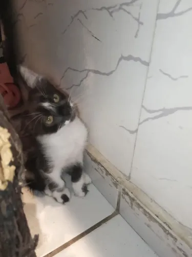 Doação de Gatinhos