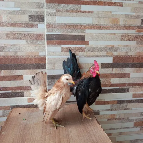 CASAL DE SERAMA (PRETO RARO)