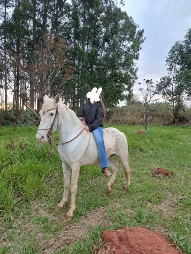 Cavalo Persa marchador