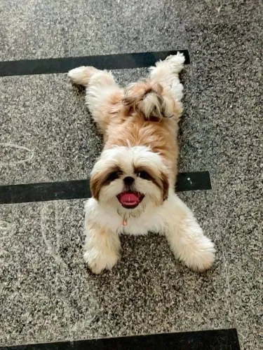Shih Tzu com Pedigree (se aplicável)