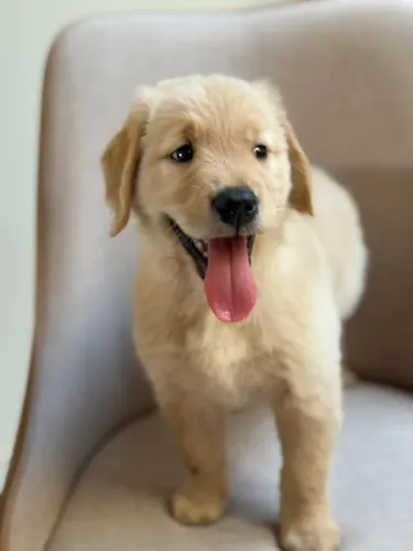 golden retriever lindos