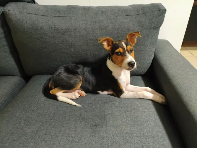 DOAÇÃO FILHOTE CARINHOSO 