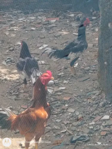 Galos índio de primeira linha 