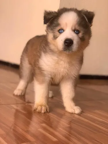 Husky Siberiano 