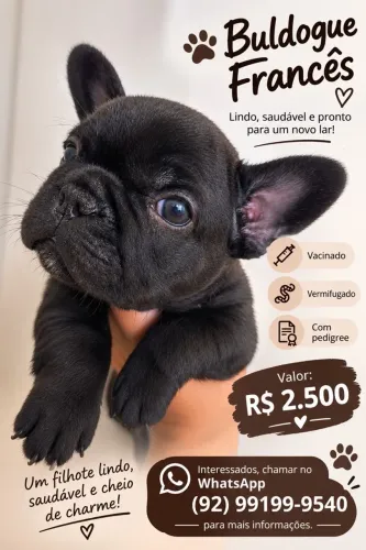 Buldogue francês