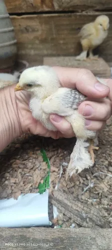 Pintinhos da raça Brahma com 2 semanas.