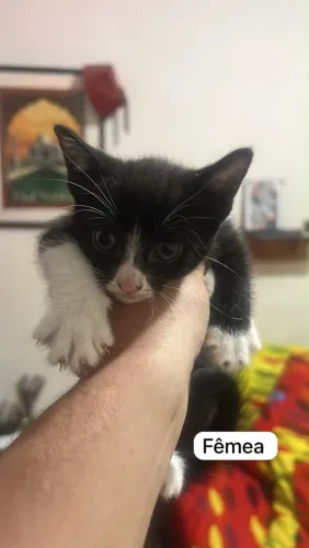 Doacao de gatos