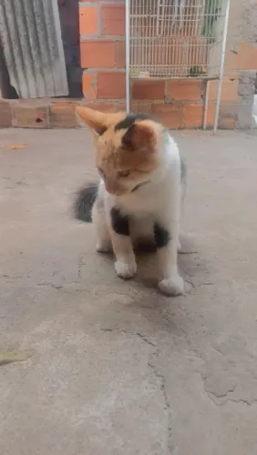 Doando essa Gatinha carinhosa e Dossel tem 04 meses FÊMEA 