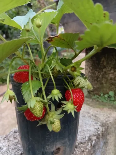 Mudas de morango