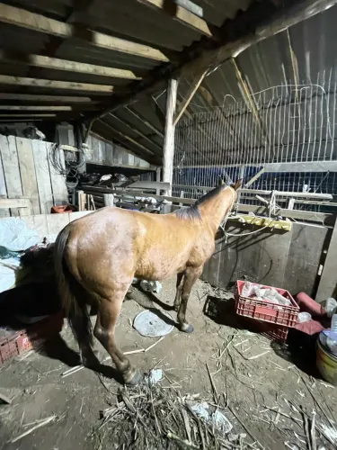 Vendo cavalo bom de laço documento é bem manso