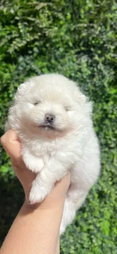 Spitz alemão Lulu