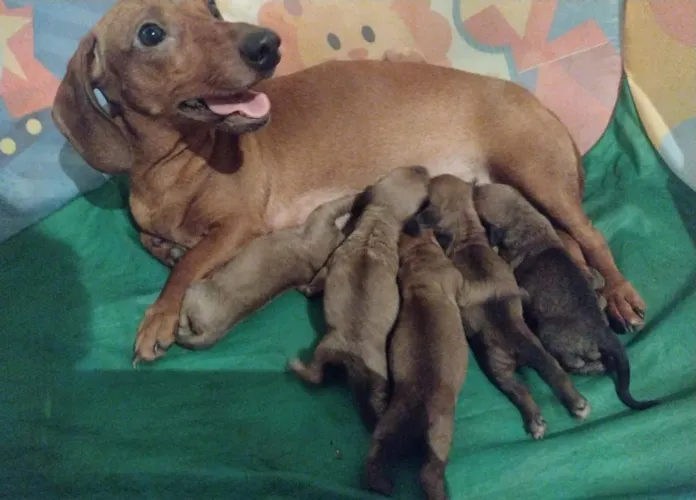 Dachshunds legítimos com comprovação, "salsicha"