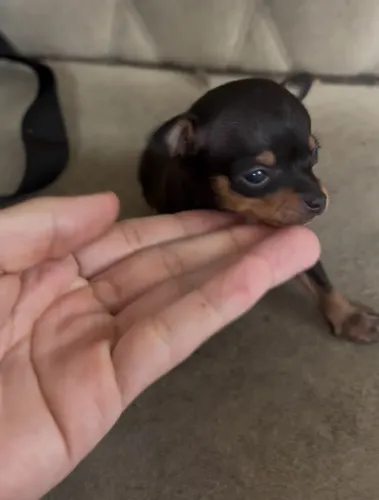 Pinscher zero macho