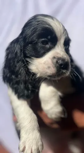 Cocker spaniel inglês