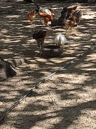 Galinhas, galos caipira  Índio gigante a venda Aparti de 80 reais 