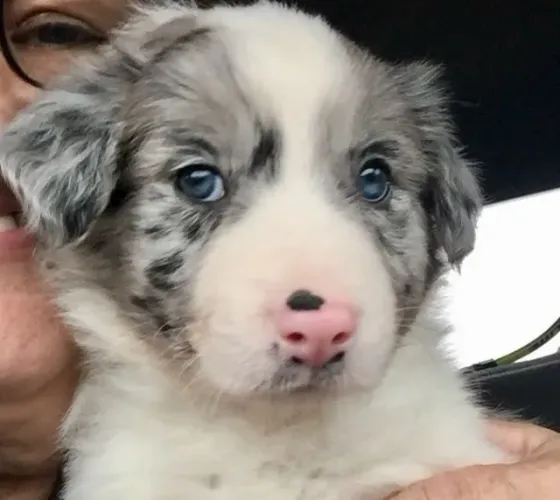 Border Collie Um amigo que valoriza sua presença