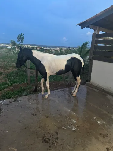 Égua Pampa de Preto