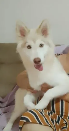 Husky Siberiano Fêmea | Layla