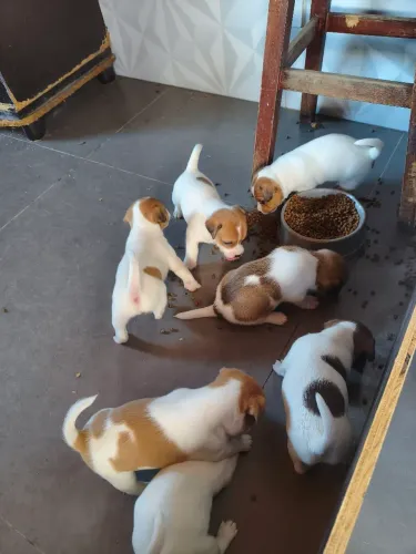 Filhote de Jack Russell Terrier