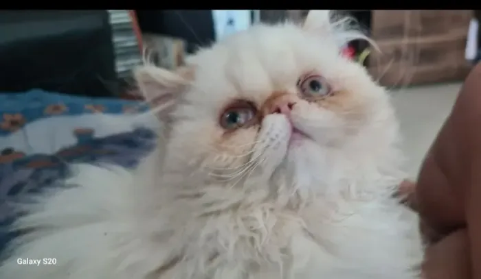Gato Persa