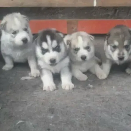 Filhotes de Husky Siberiano | Mais amor, mais alegria