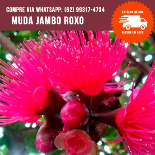 Muda de Jambo Roxo