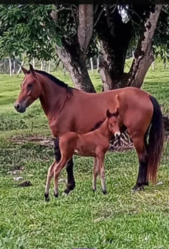 Égua e Potro Manga larga Machador