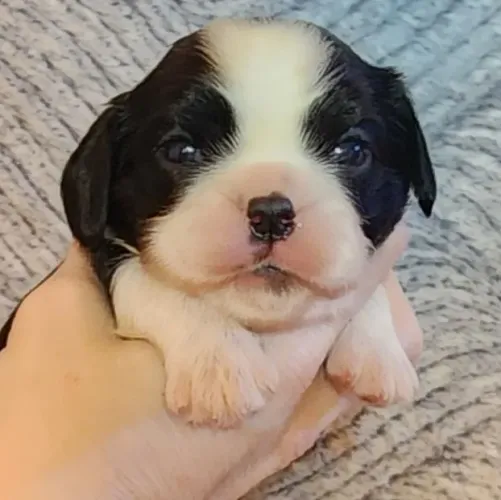 Filhote Cavalier King Macho com Estrutura de Excelência