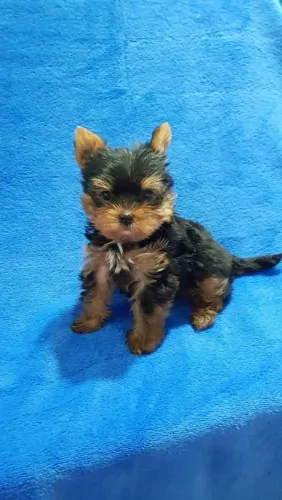 Yorkshire preto e caramelo-com laudo veterinário 