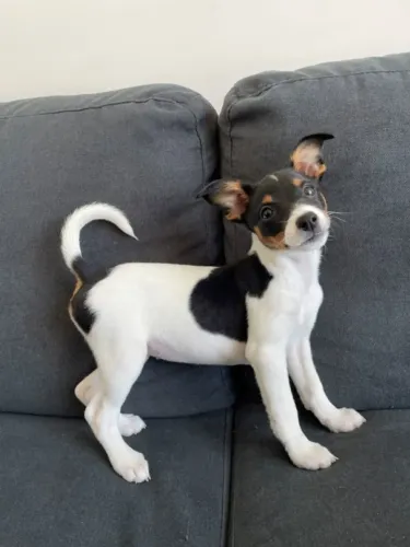 Fox Paulistinha Tranquilos 