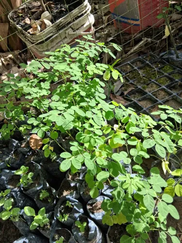 Moringa Oleífera - Mudas para Plantio