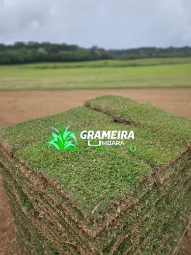Grama Esmeralda Top