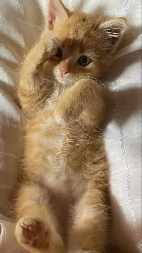 Majestosa do Maine Coon