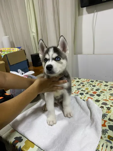 Vende-se husky siberiano filhote 