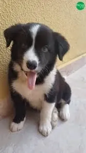 Lindos Filhotes de Border Collie | Vacinados e Vermifugados | 60 Dias
