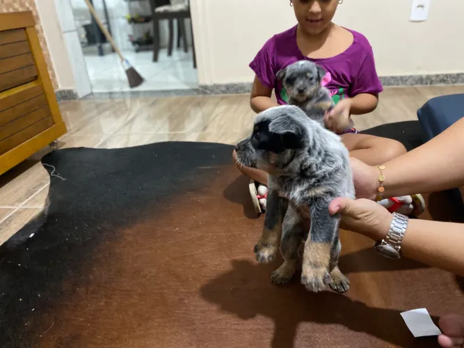 FILHOTES DE BLUE HEELER