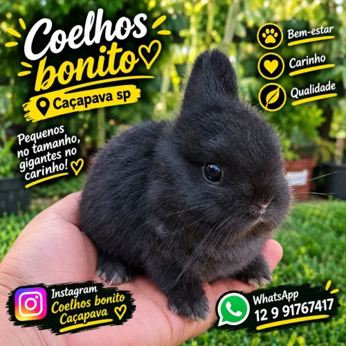 Coelho anão Padrão Show  Black 