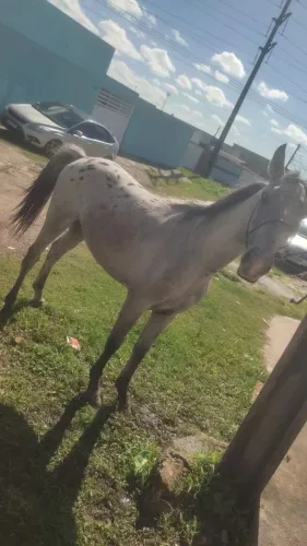 Cavalo a venda
