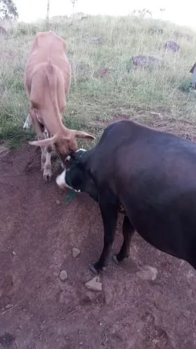 Vendo vacas 