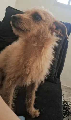 DOAÇÃO CACHORRINHO COITADO SEM LAR