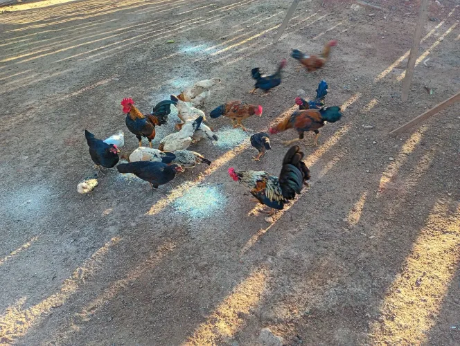 Galinhas