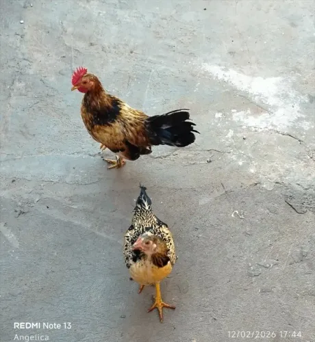 Venda casal de Galizé (7meses)