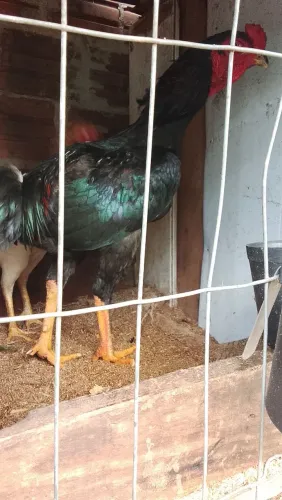 Frango preto