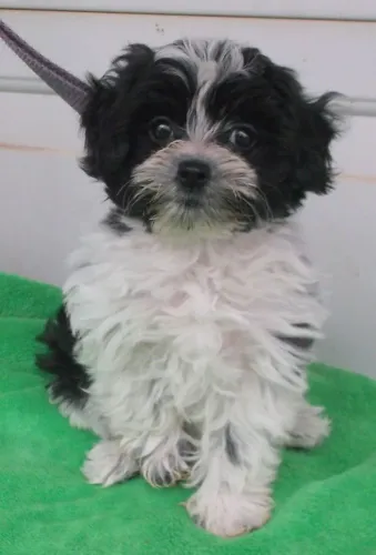 shitzu x poodle 