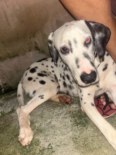 Dalmata doaçao 