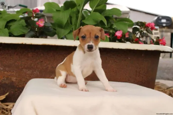 jack russel x fox o cachorro do mascara 