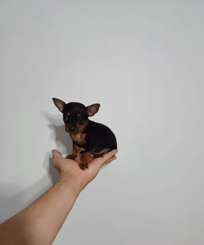 Doação de Pincher 0